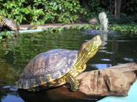 /album/criadouro-estrutura-e-passaros/luciano-jpg/